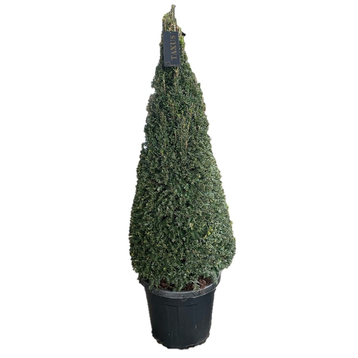 Taxus baccata Pyramiden p42 (z) 130-+ ©, D 42