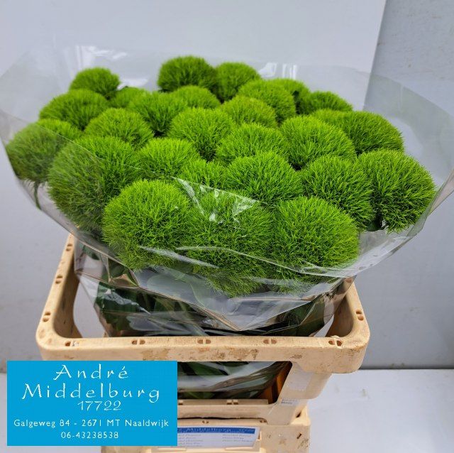 Диантус Барбатус Киви Меллоу Кул 60, шт.