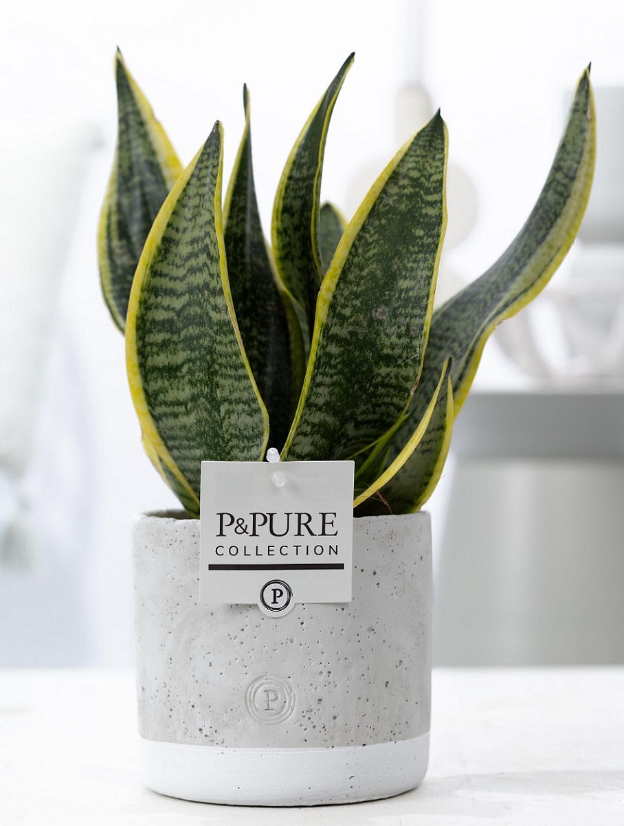 Sansevieria Trif. "Futura Superba" in P&PURE Jade cer., D 12