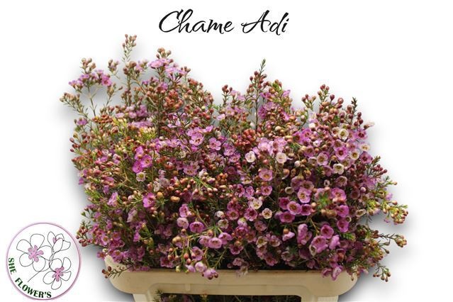 Шамелациум Ади 80 (роз.), шт.