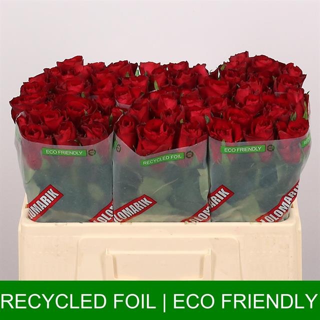 Роза од. Мадам Рэд 50, шт.