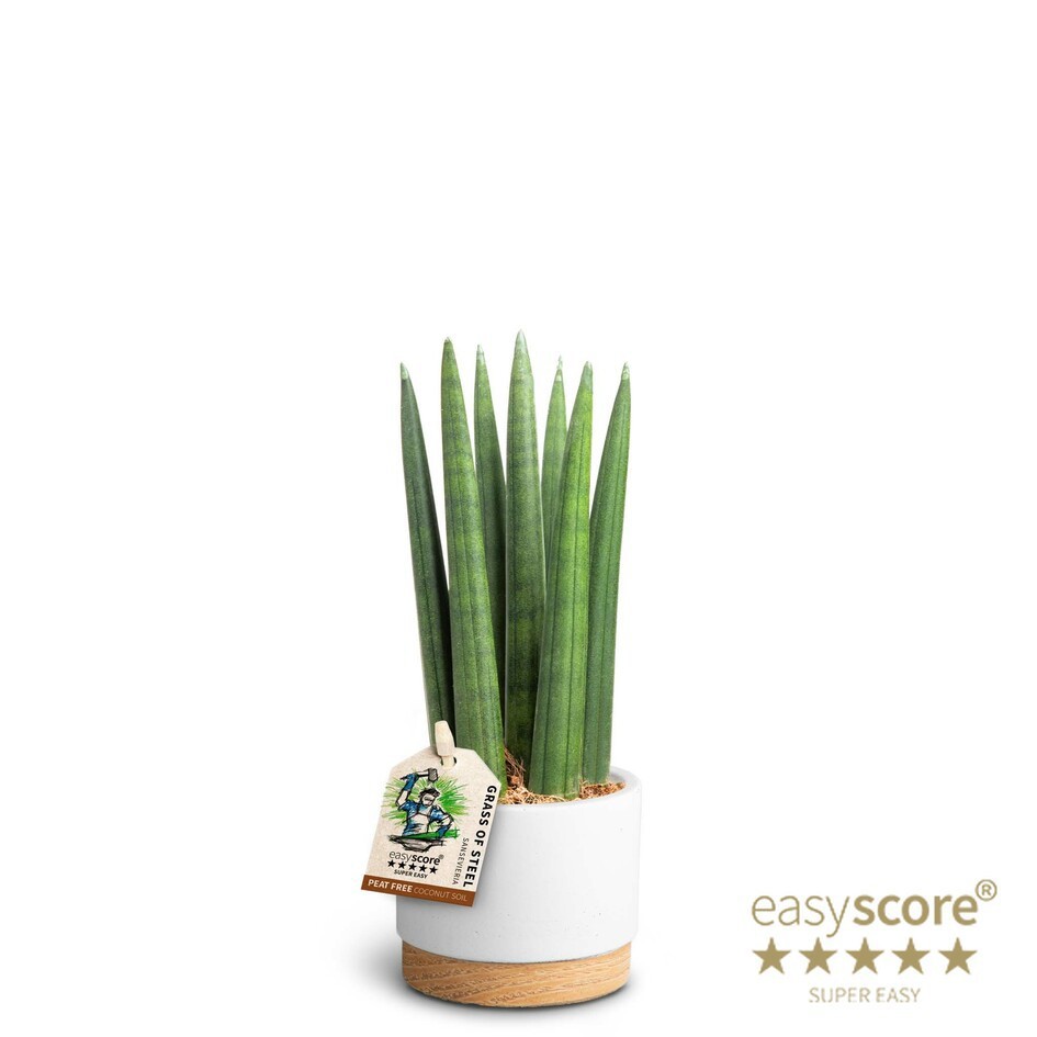 Woodbase White, Sansevieria ´Straight´, D 7 cm