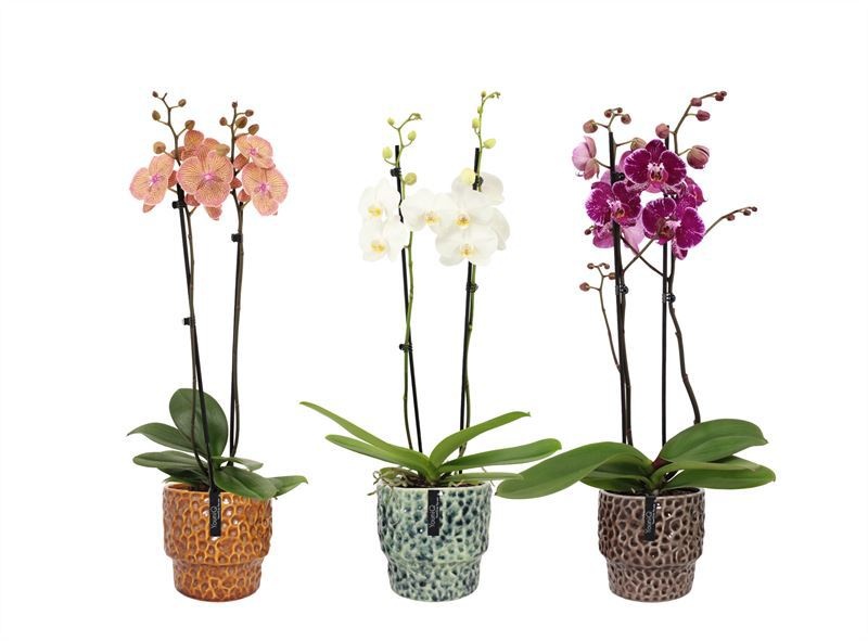 Stoneware p12 Julie mix Phal mix 2T14+, D 12