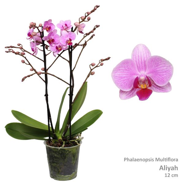 Phal. Multiflora "Aliyah" 2-tak, D 12 cm
