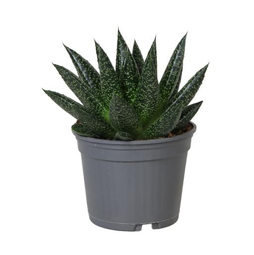 GASTERIA-HYBRID 'D. Due', D 9 cm