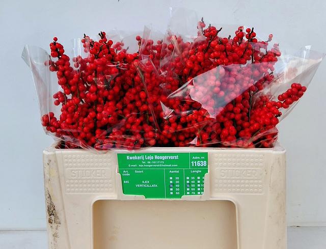 Илекс Красные ягоды 50, шт.