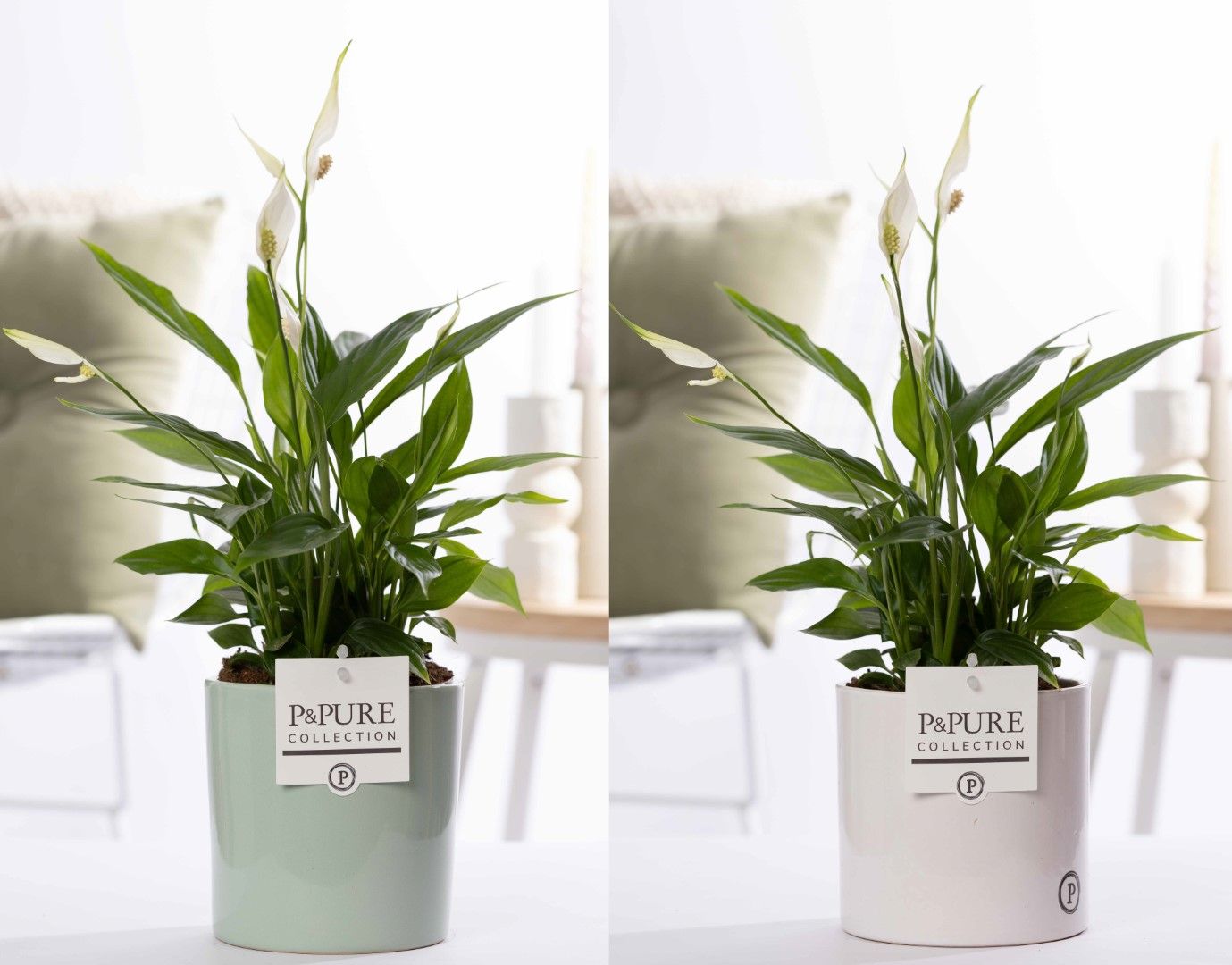 Spathiphyllum Korto in P&PURE Essential ceramics ass. 2, D 12
