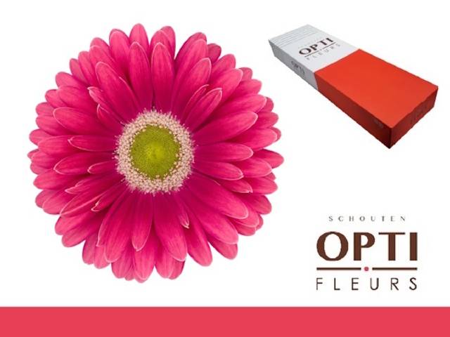 Гербера Юник x50, шт.