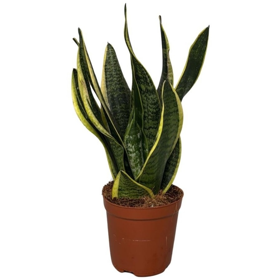 Sansevieria Superba 2pp 30-35cm, D 12