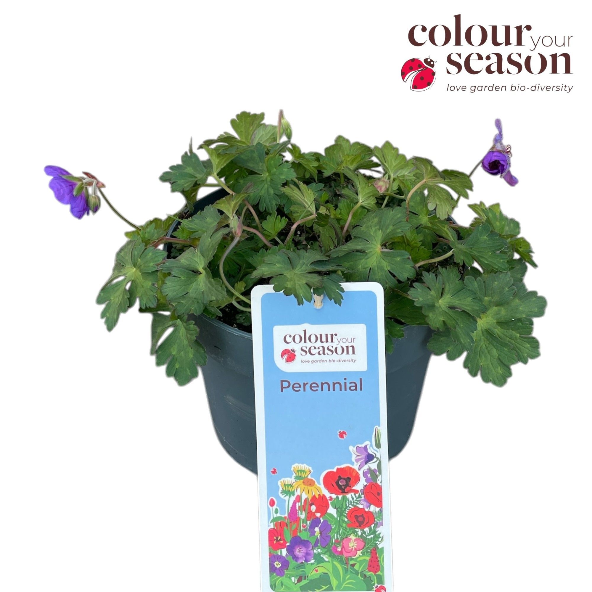 Geranium 'Bloom me Away' P19, D 19