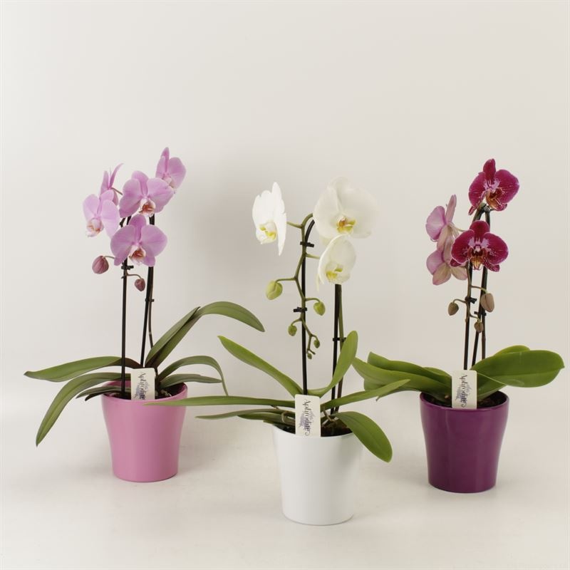 Phalaenopsis Elegant Cascade Unoboga gemengd in ton sur ton keramiek, D 12 cm