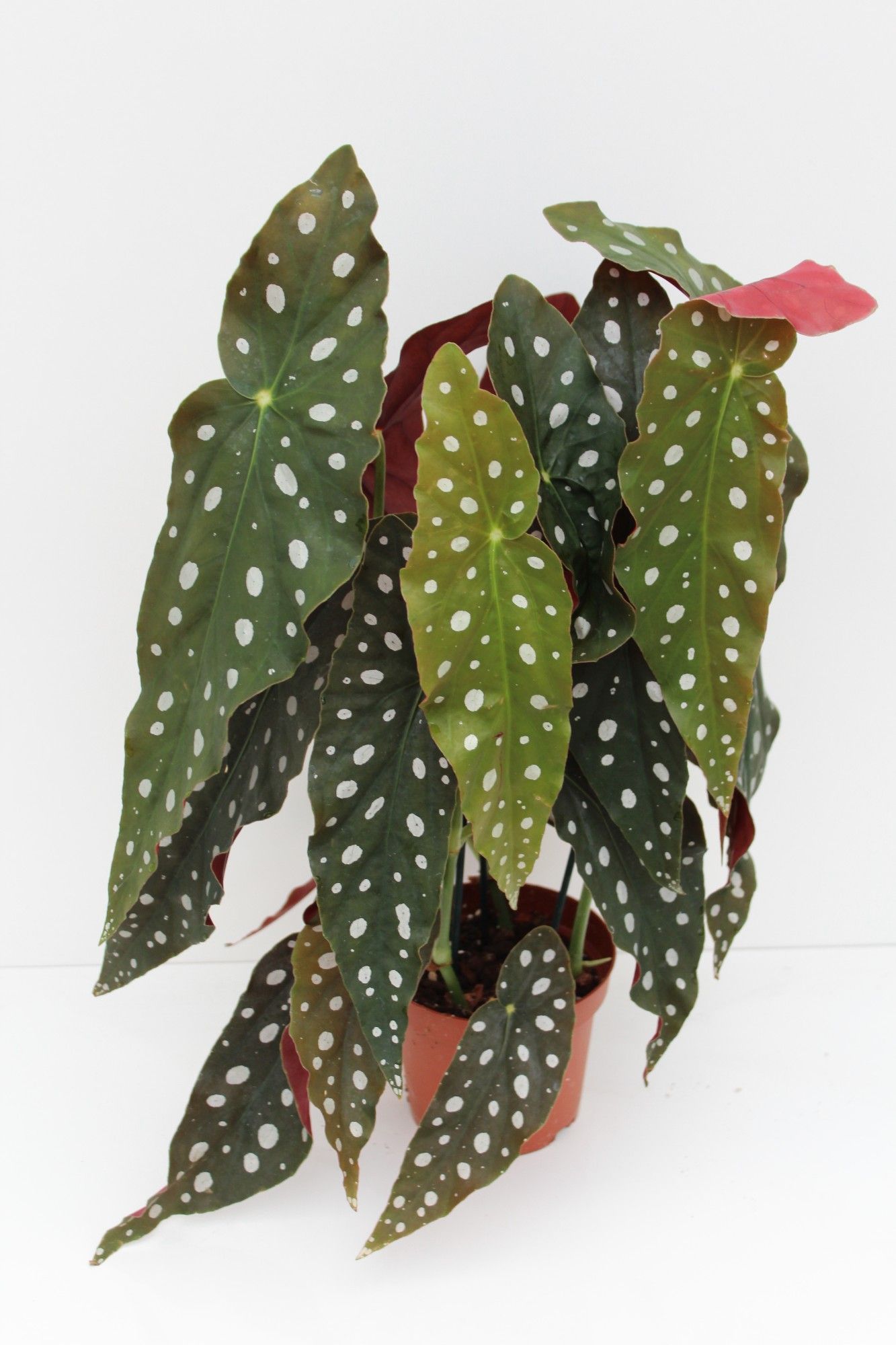 Begonia Maculata, D 12 cm