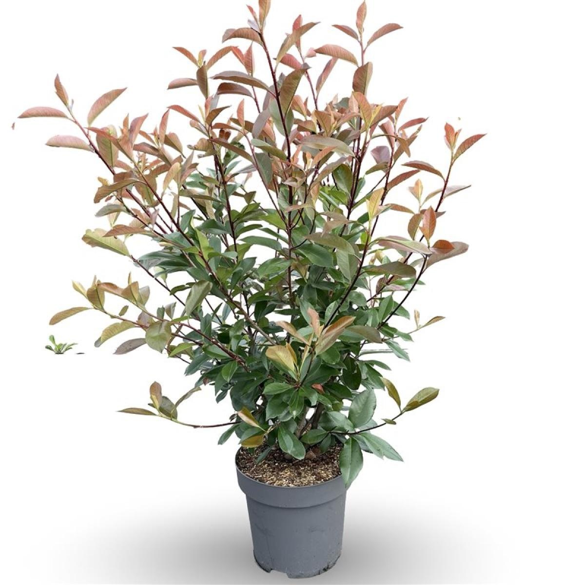 Photinia fraseri 'Red Robin', D 32