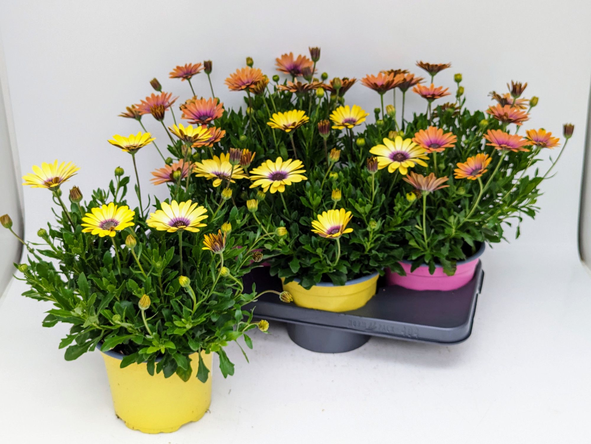 Osteospermum eckolonis Mix T17 - SONDERFARBEN, D 17