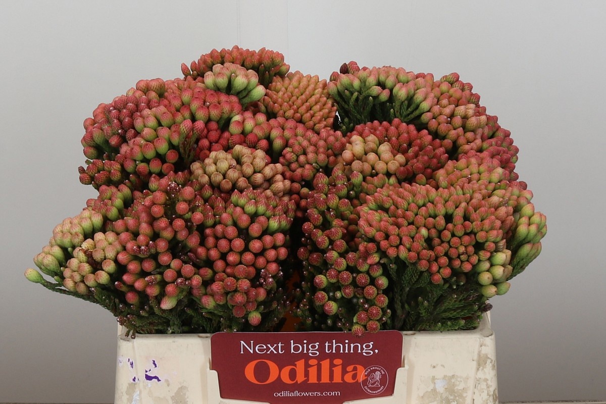 Бруния Лаевис Рэд 35, шт.