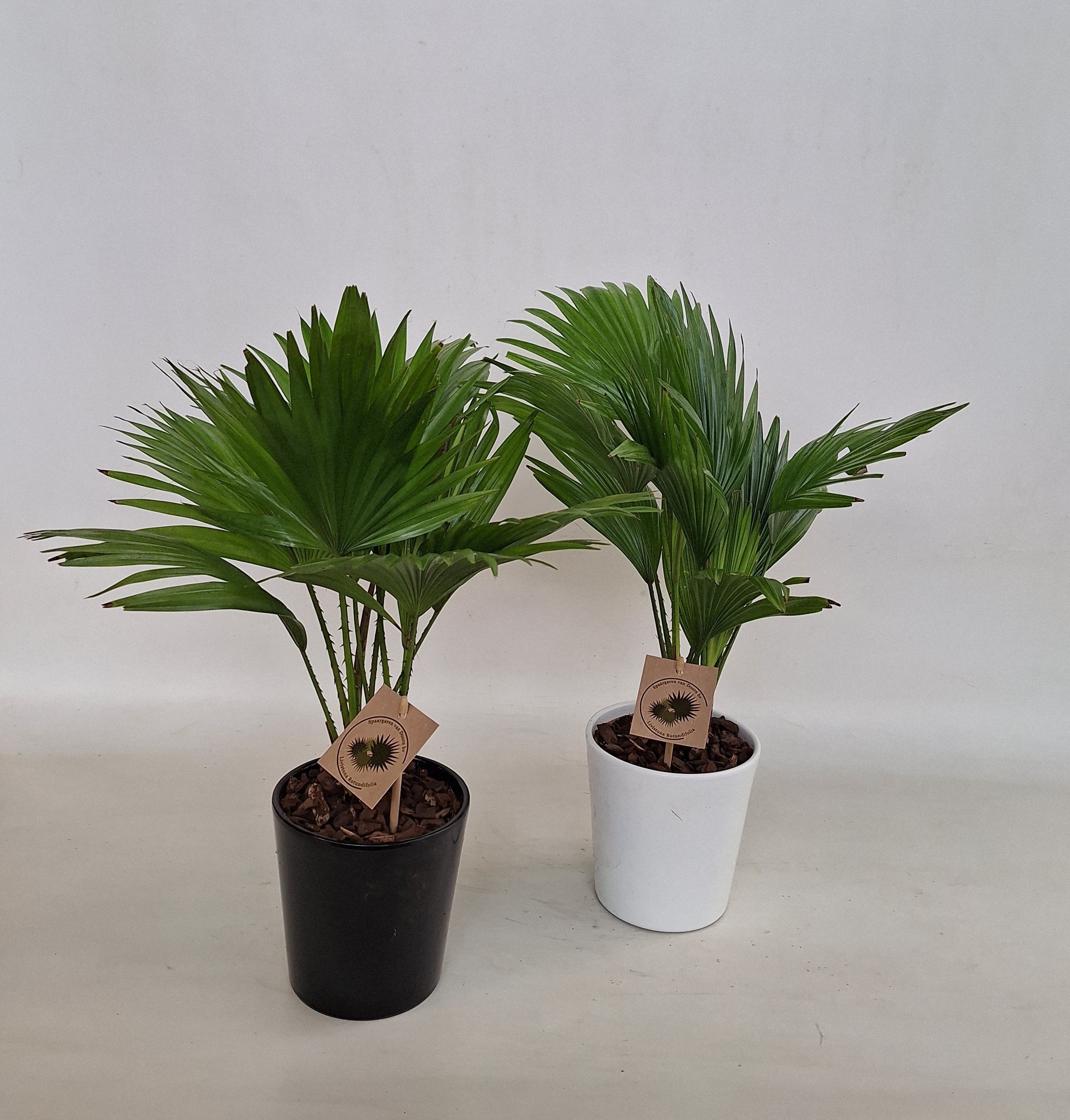 Livistona rotundifolia in keramiek konische pot, D 12