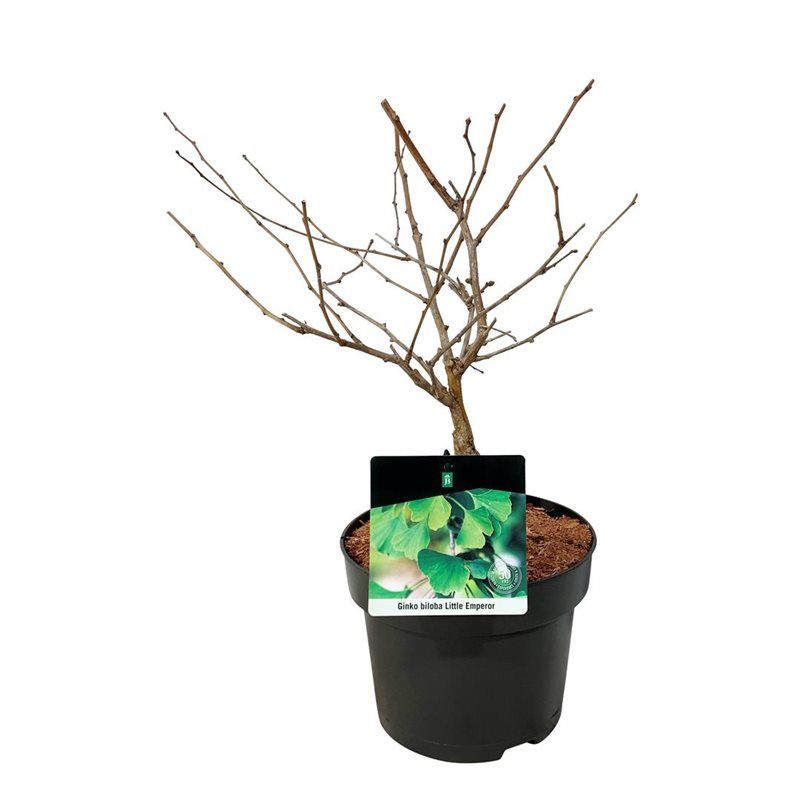 Ginkgo biloba 'Little Emperor', D 23
