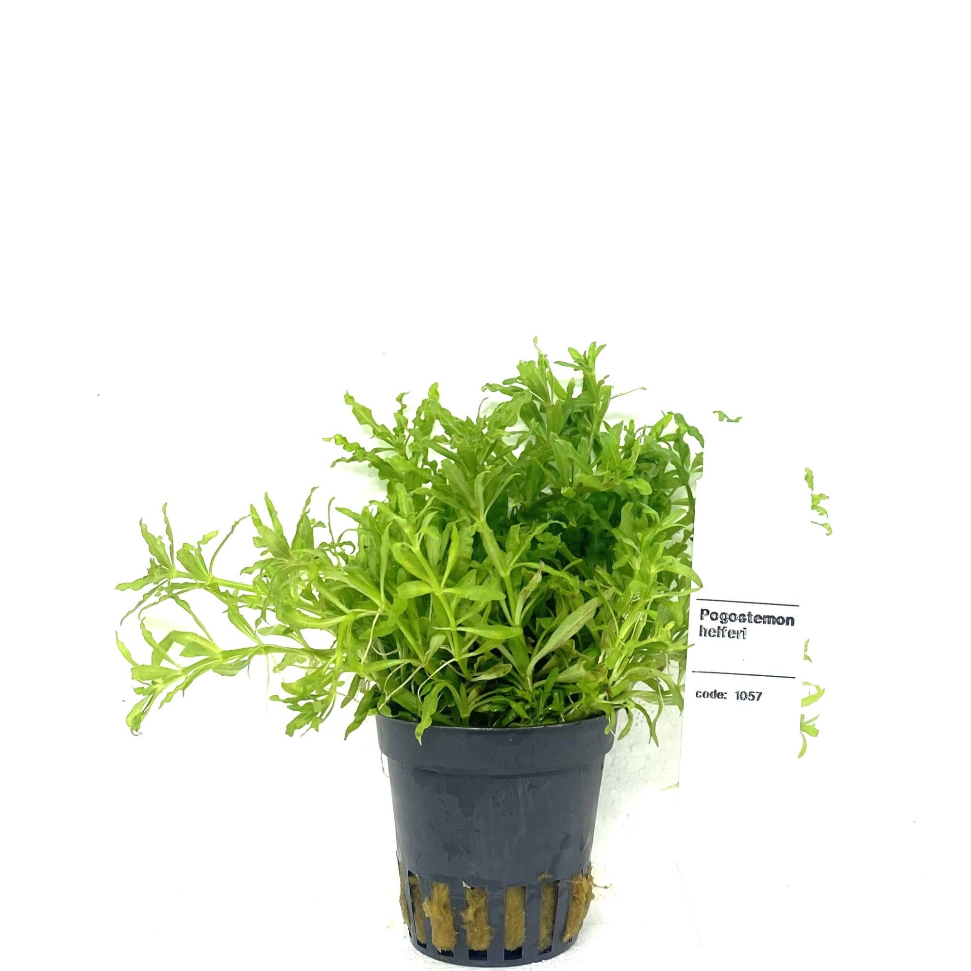 pogostemon helferi, D 5