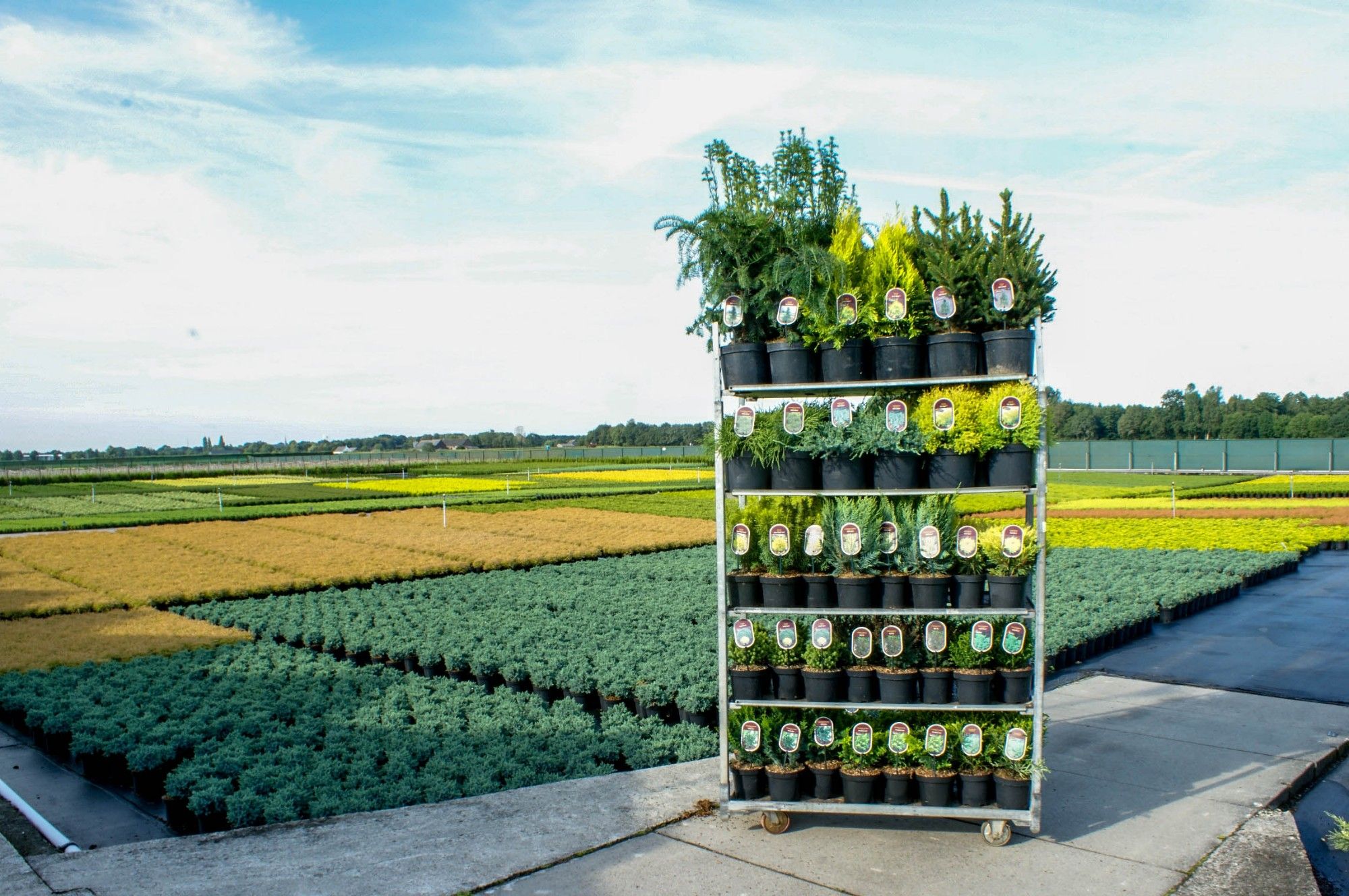 Coniferen Standaard Mix C2,5, D 18