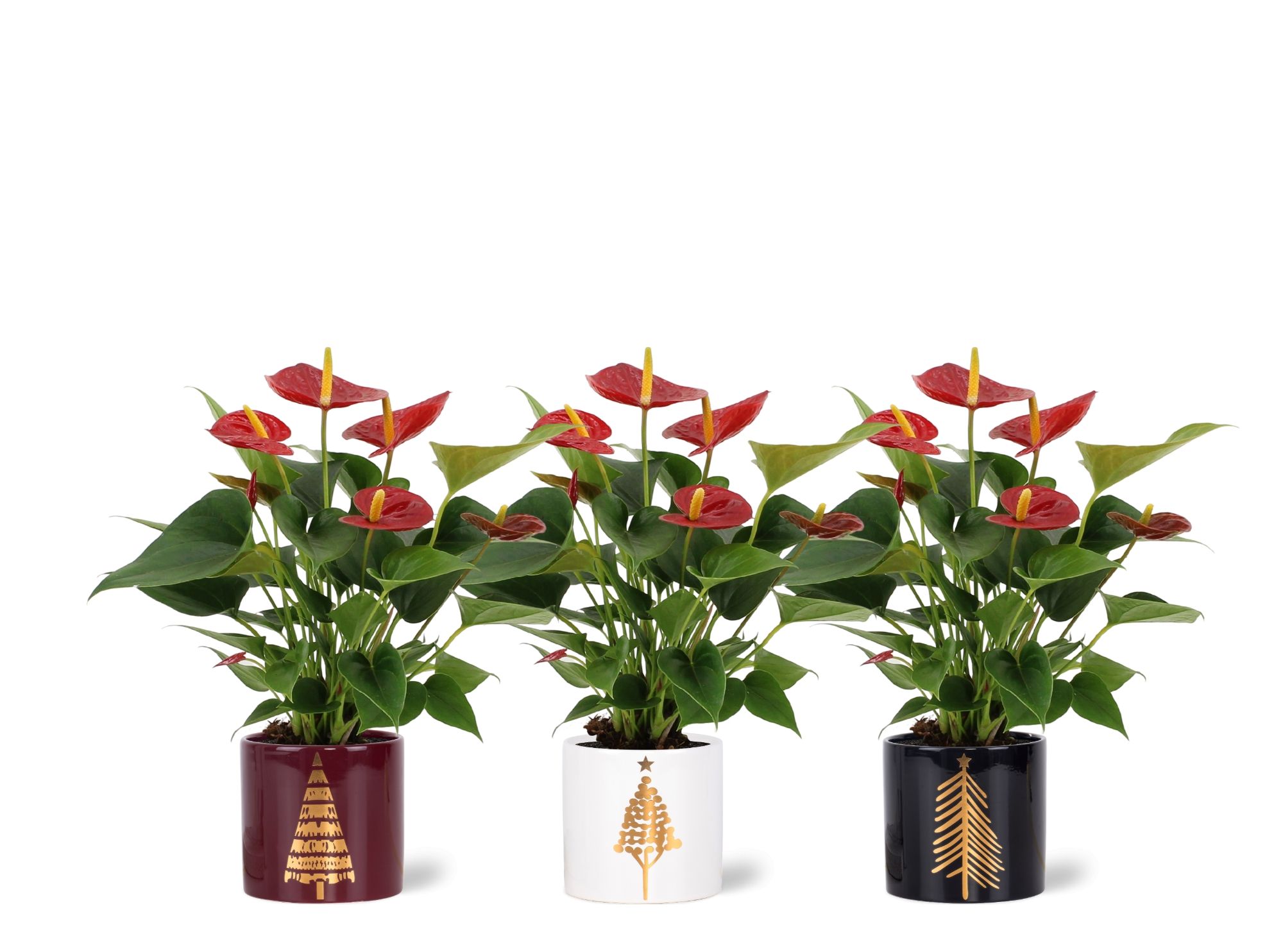 Anthurium Diamond Red in Manon 2 ceramics, D 12 cm
