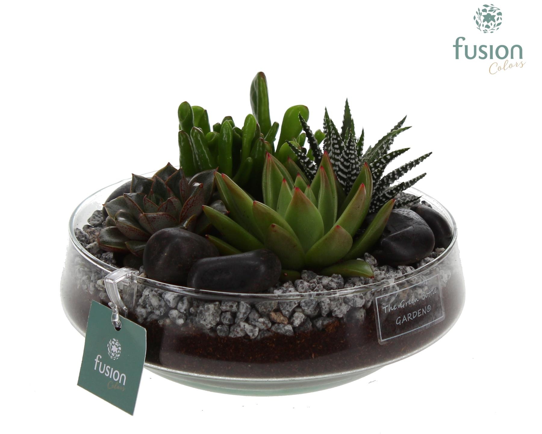 Green Bottle Iris Medium met Succulenten mix, D 19