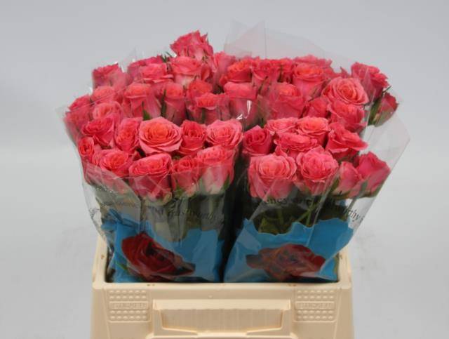 Роза од. Эйс Пинк+ 40, шт. Роза од. Эйс Пинк+ 40, шт.