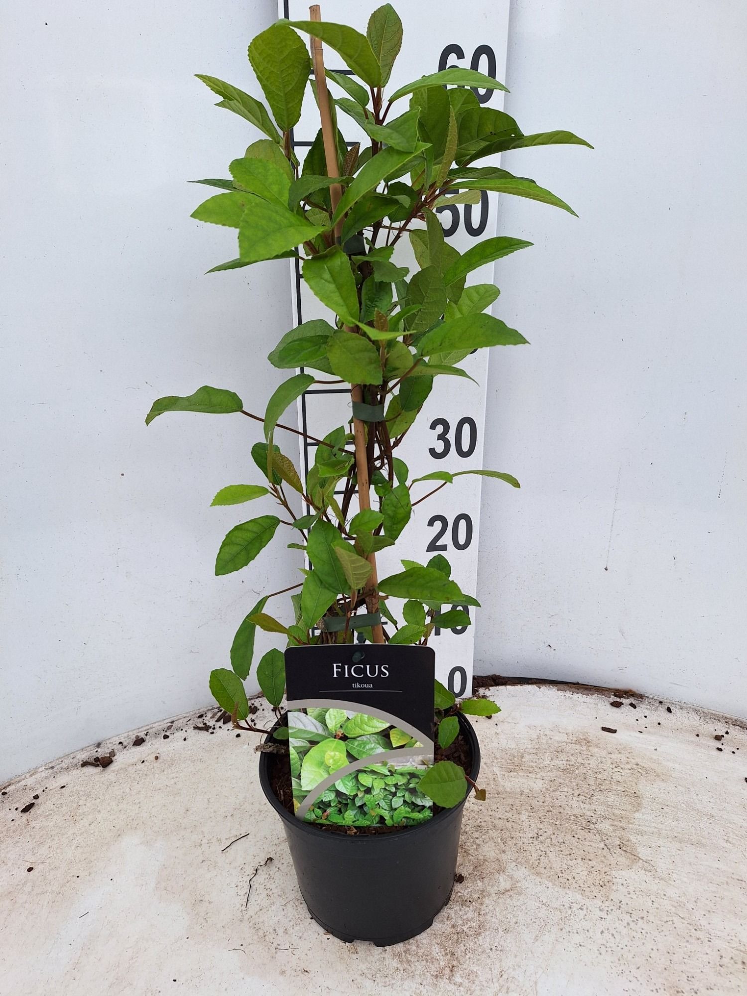 Ficus tikoua, D 17 cm Ficus tikoua, D 17 cm