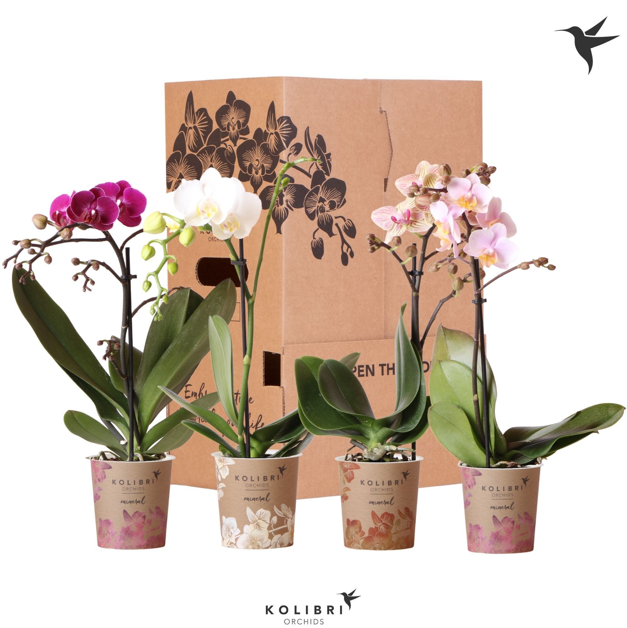 Kolibri Orchids Phalaenopsis Mix 1 spike No sleeve, D 9