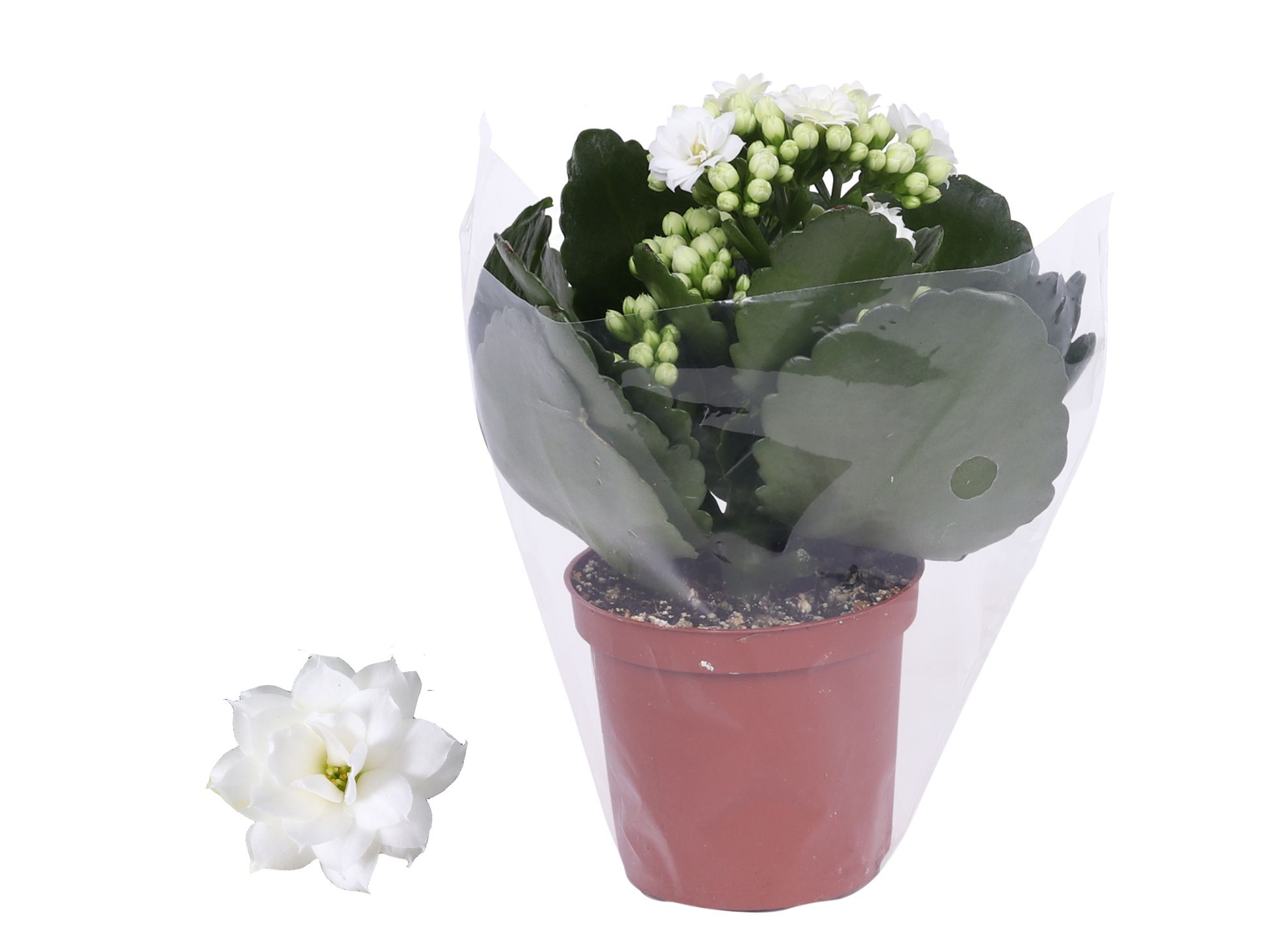 Kalanchoe Rosalina 07cm Don Dione wit wit, Blanco hoes, D 7