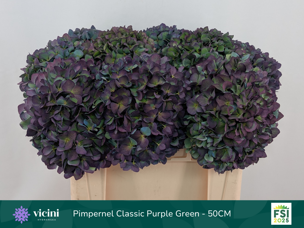 Гортензия Пимпернел Классик 50, шт.