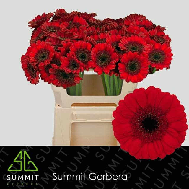 Гермини Рэд Руби, шт.