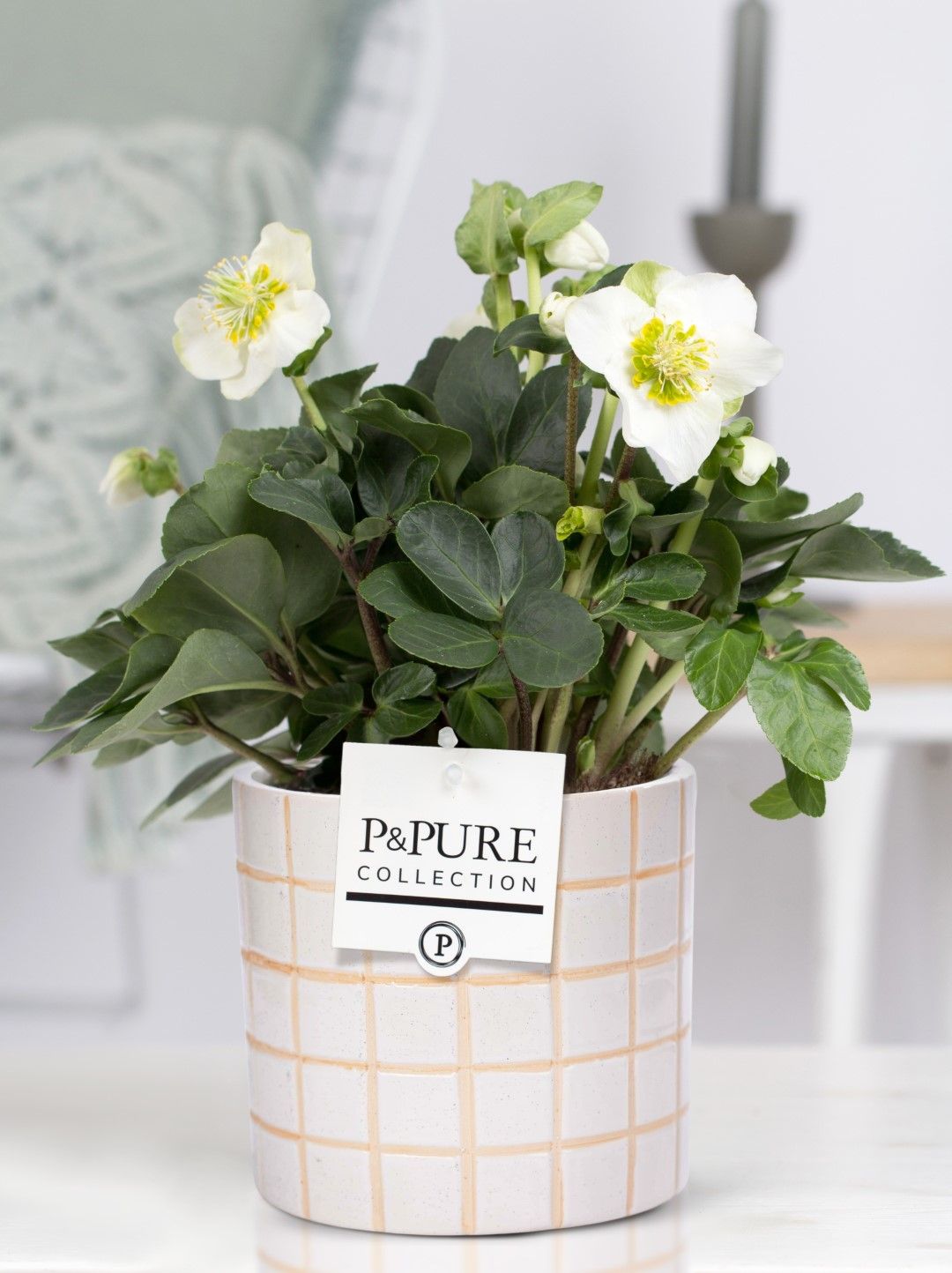 1st class Helleborus "Xmas C." in P&PURE Tirza ceramics, D 12