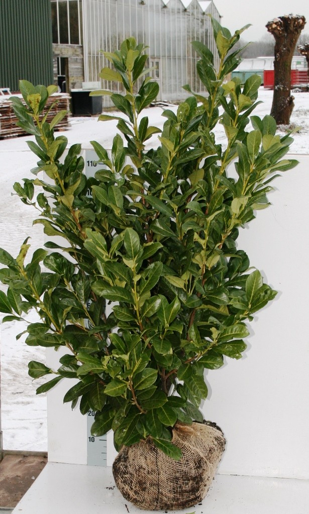 Prunus laur. Rotundifolia, D 32