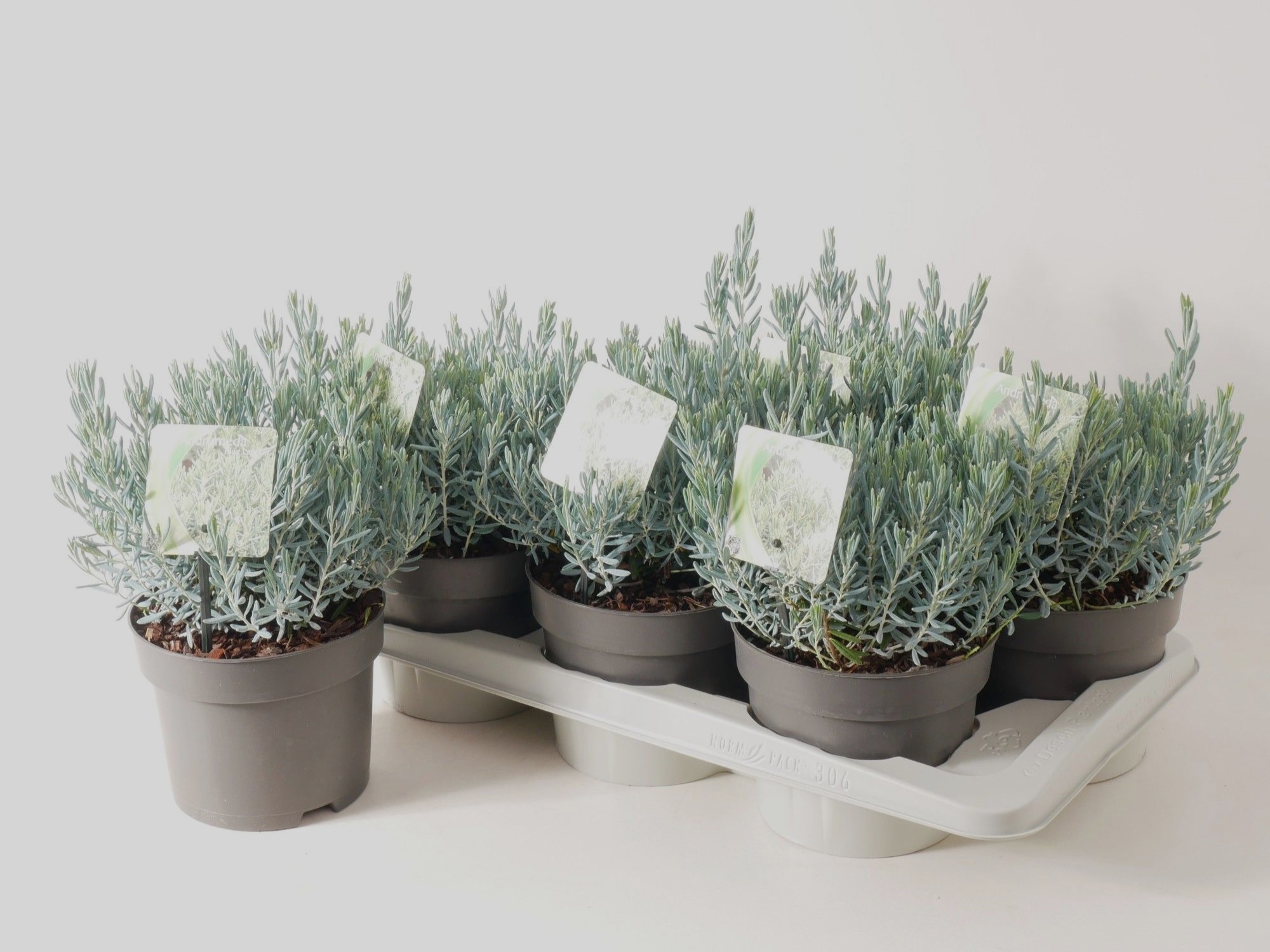 Andromeda polifolia 'Blue Lagoon' P17, D 17 cm