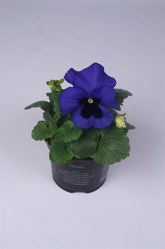 Viola x wittrockiana Delta F1 Blue with Blotch, D 9