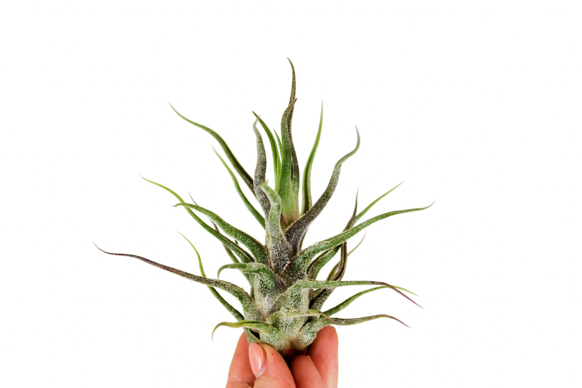 Tillandsia Pruinosa, D 9