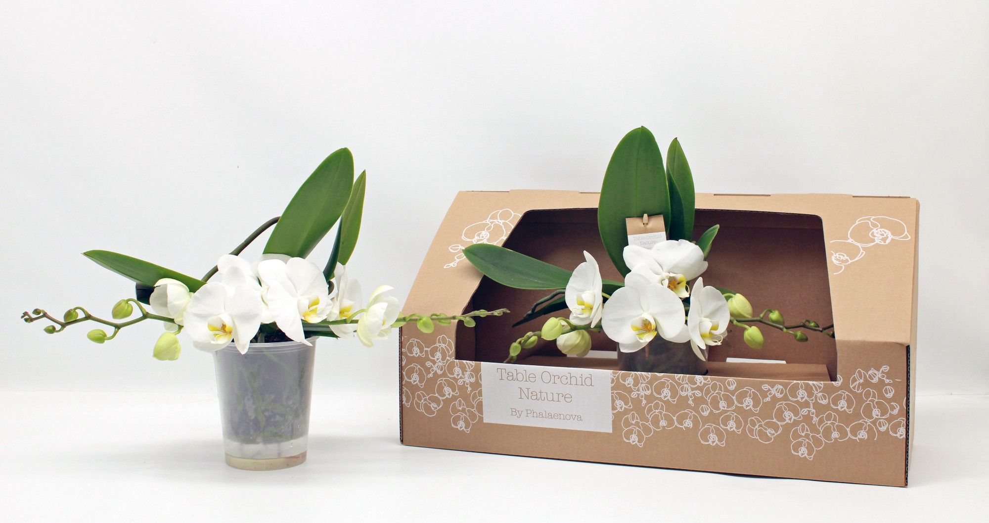 Table Orchid GROEN WIT, D 12