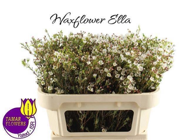 Шамелациум Элла 70, шт.