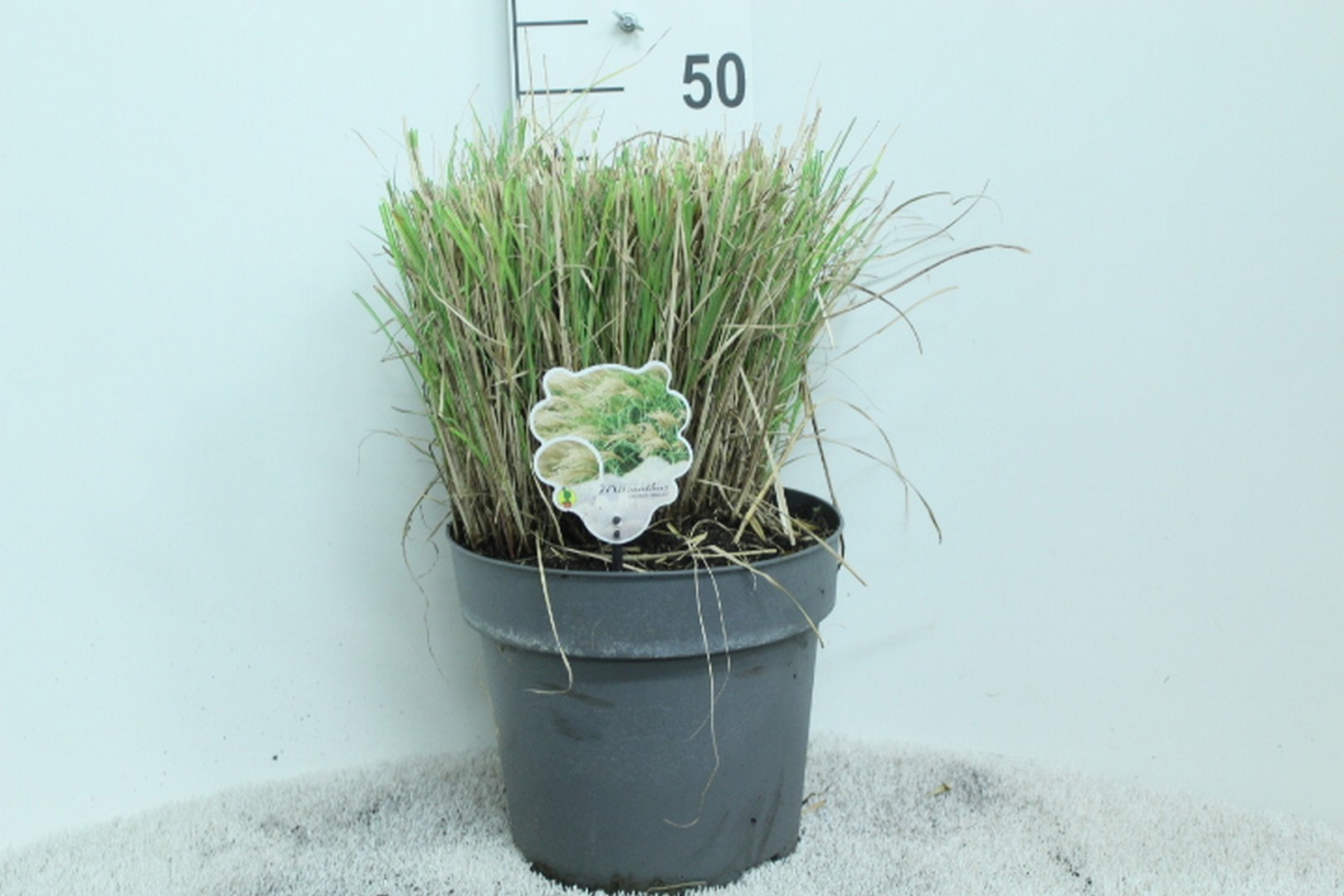 Miscanthus sin. 'Adagio' P29, D 29