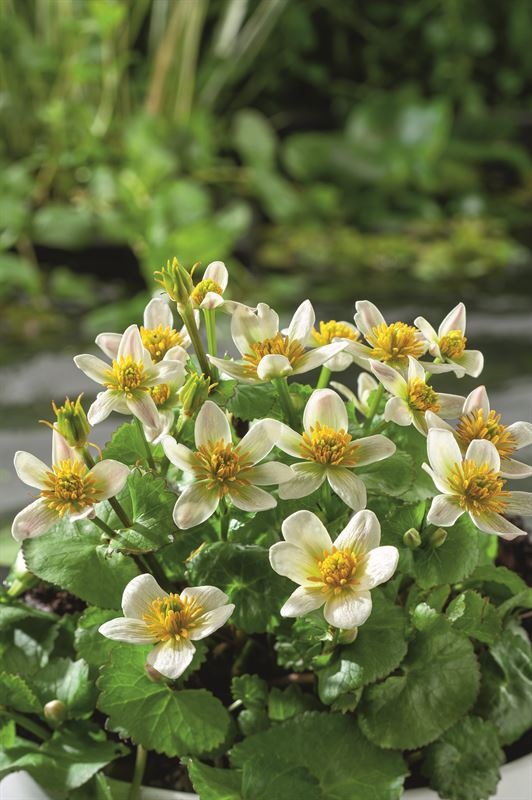 Caltha palustris alba, D 9