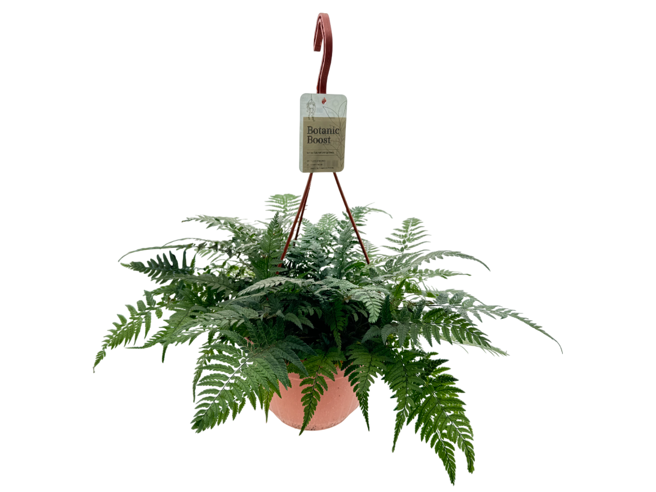 BB Polystichum tsus simense HP21, D 21