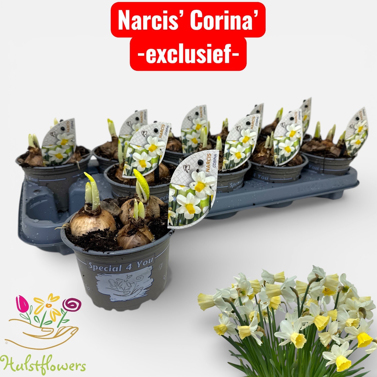 Narcis Corina, D 12