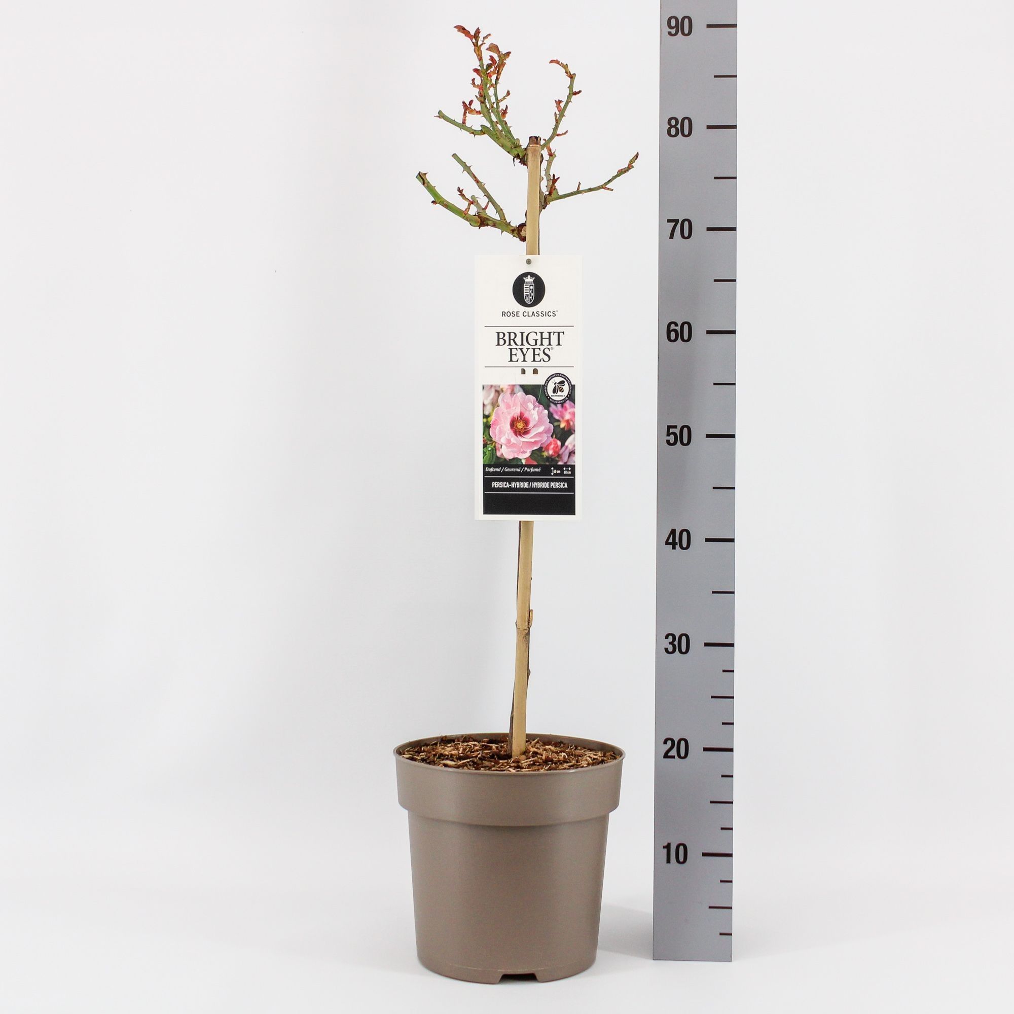 Rosa (Persica) Bright Eyes ®, stam 50, C6, D 24 cm