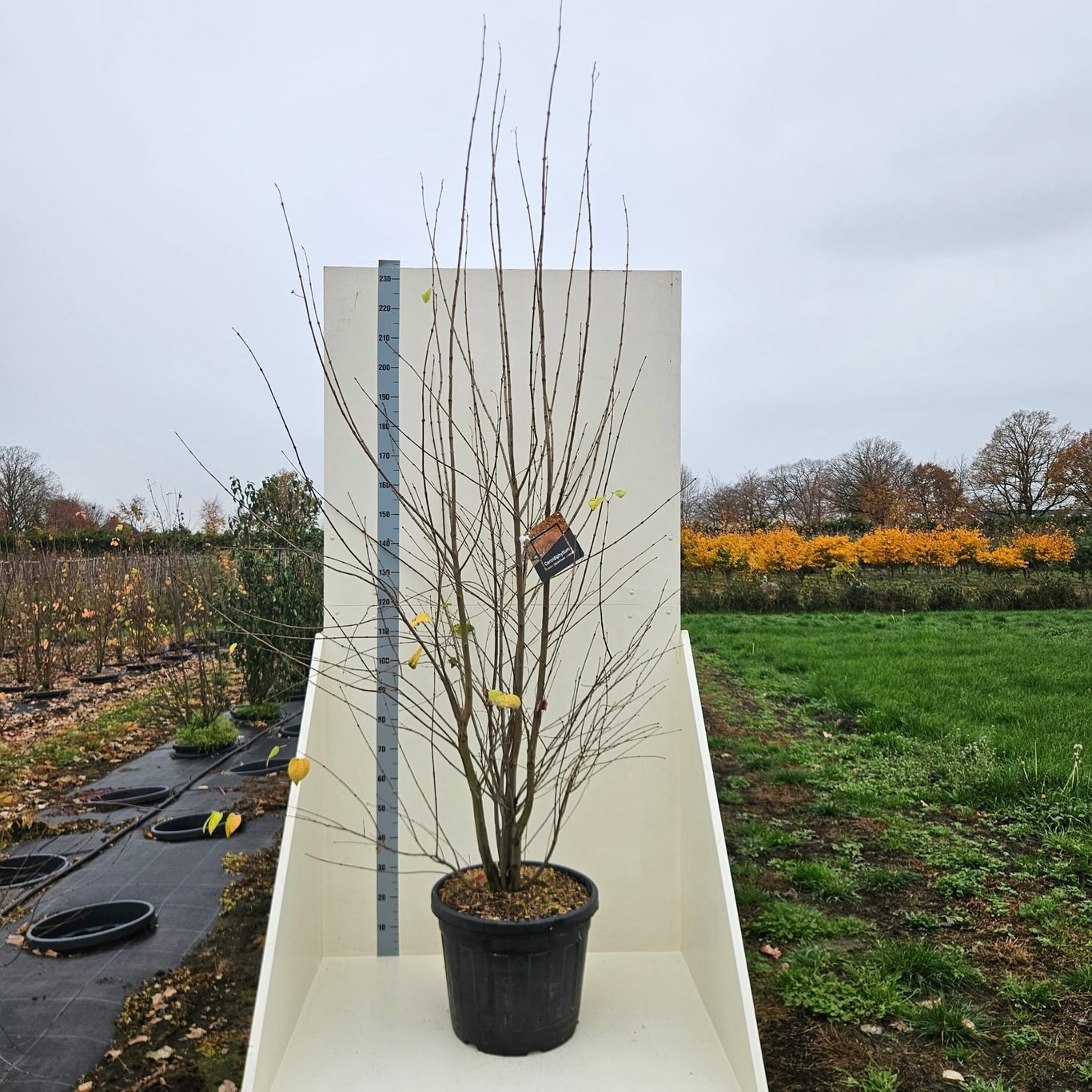 Cercidiphyllum japonicum, D 55