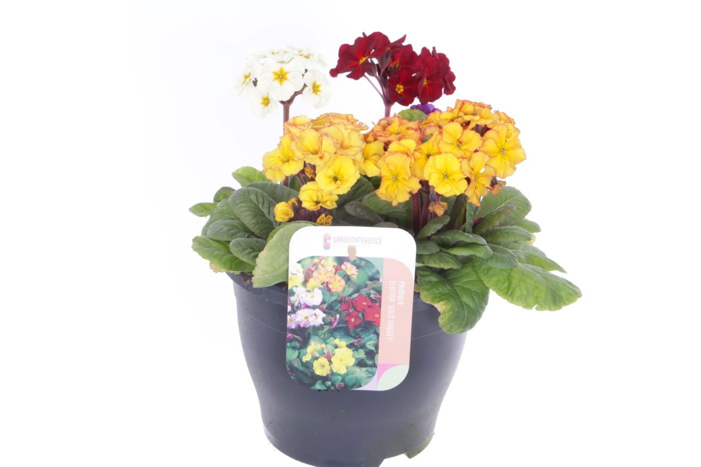 Primula elatior Gold Nugget mix, D 23