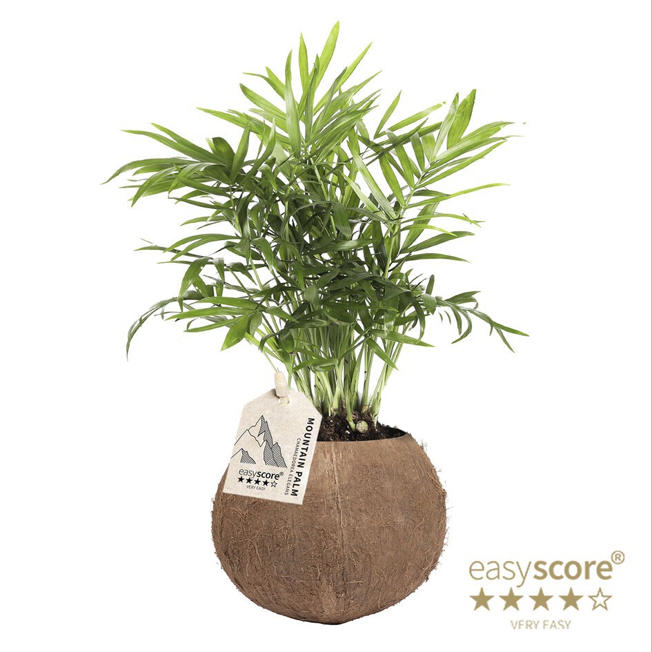 CHAMAEDOREA ELEGANS 40913216 Coconut Chamaedorea, D 10 cm