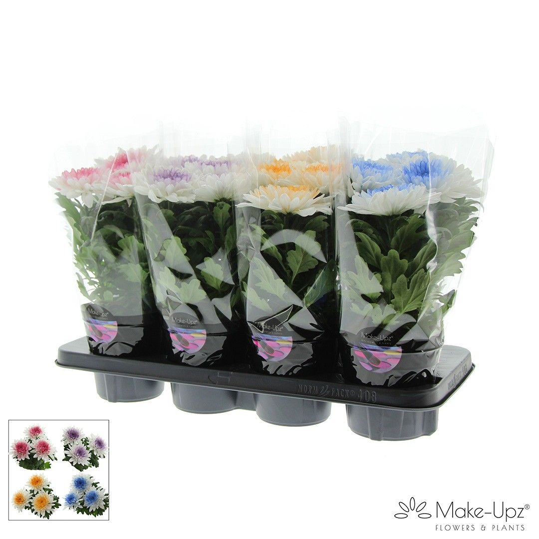 M-Upz Chrysanne® Zembla Next White Make-Upz® Heart Mix, D 13