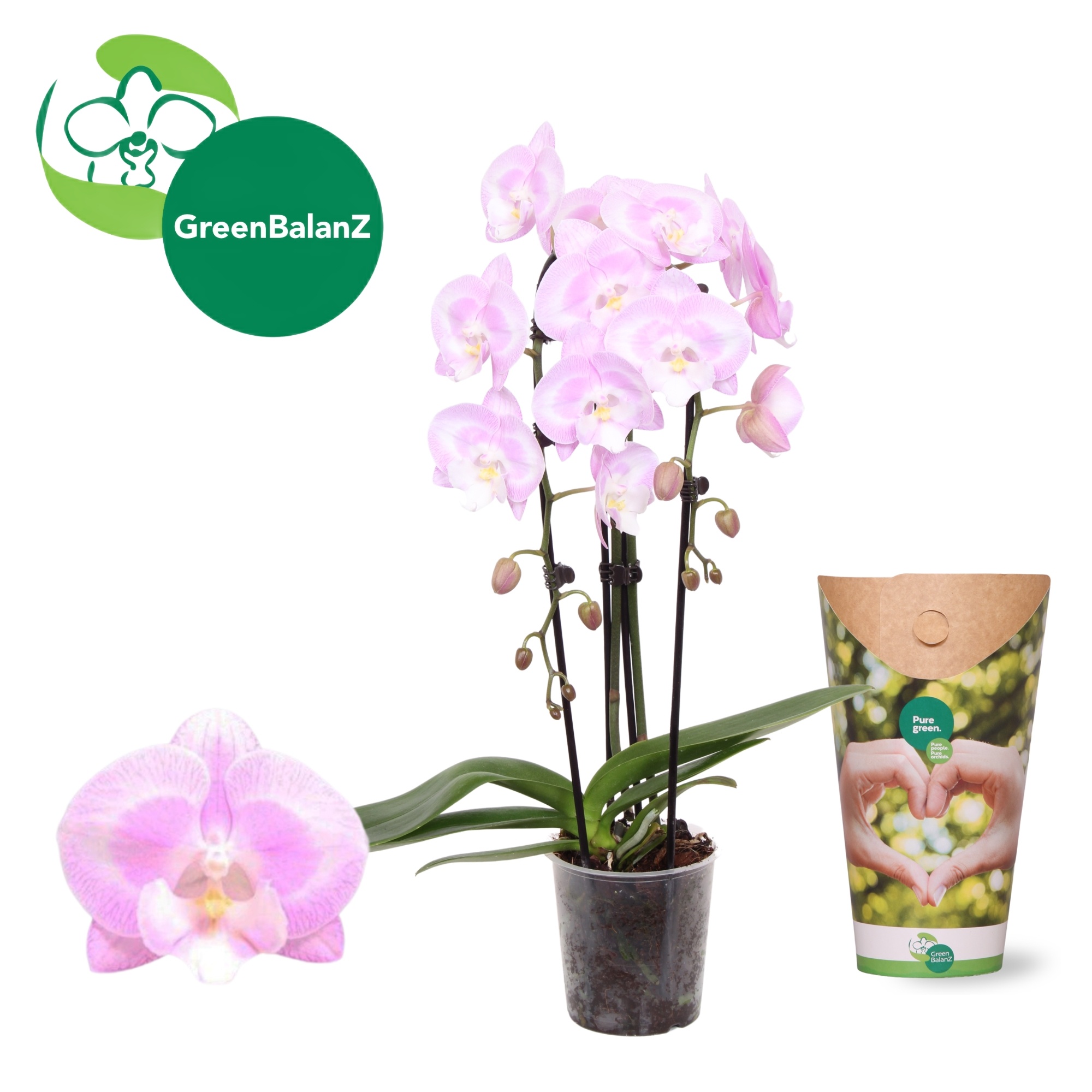 ShapeZ - CascadeZ Aladdin's KizZ 2 tak in potcover, D 12