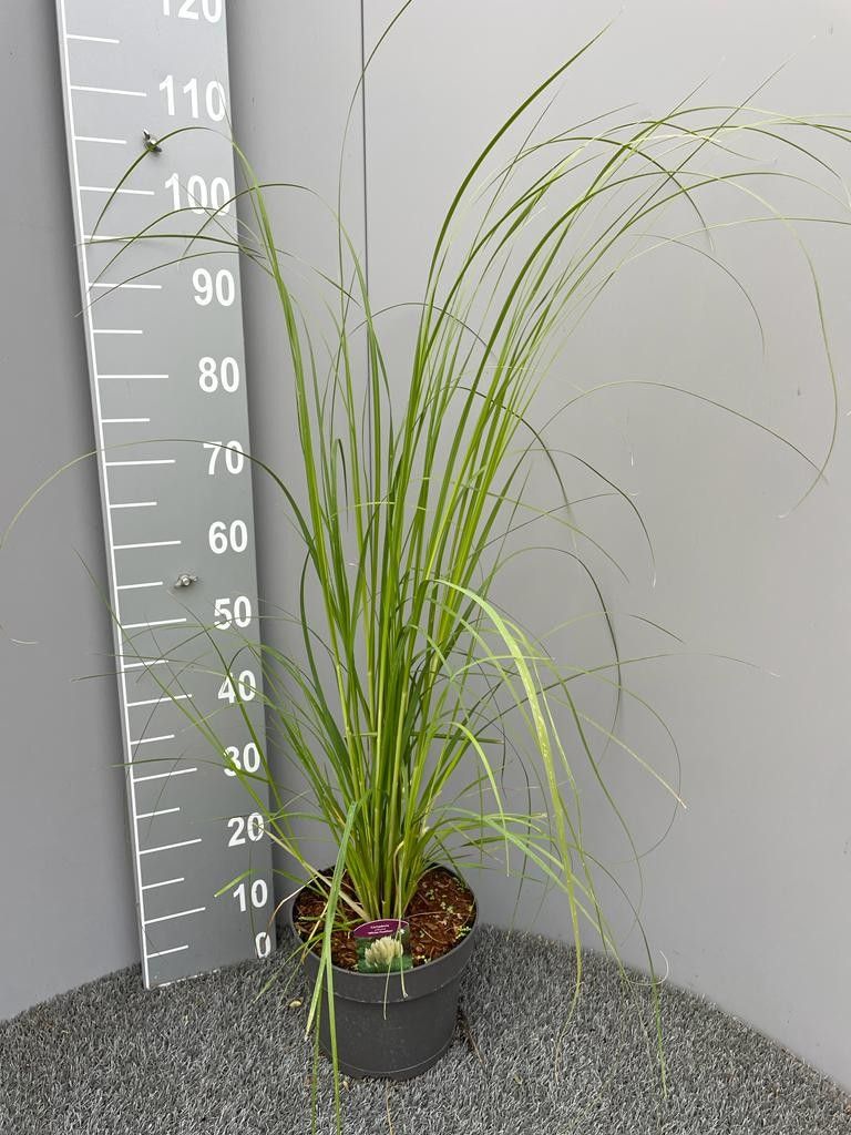 Cortaderia selloana Weiße Feder, D 23