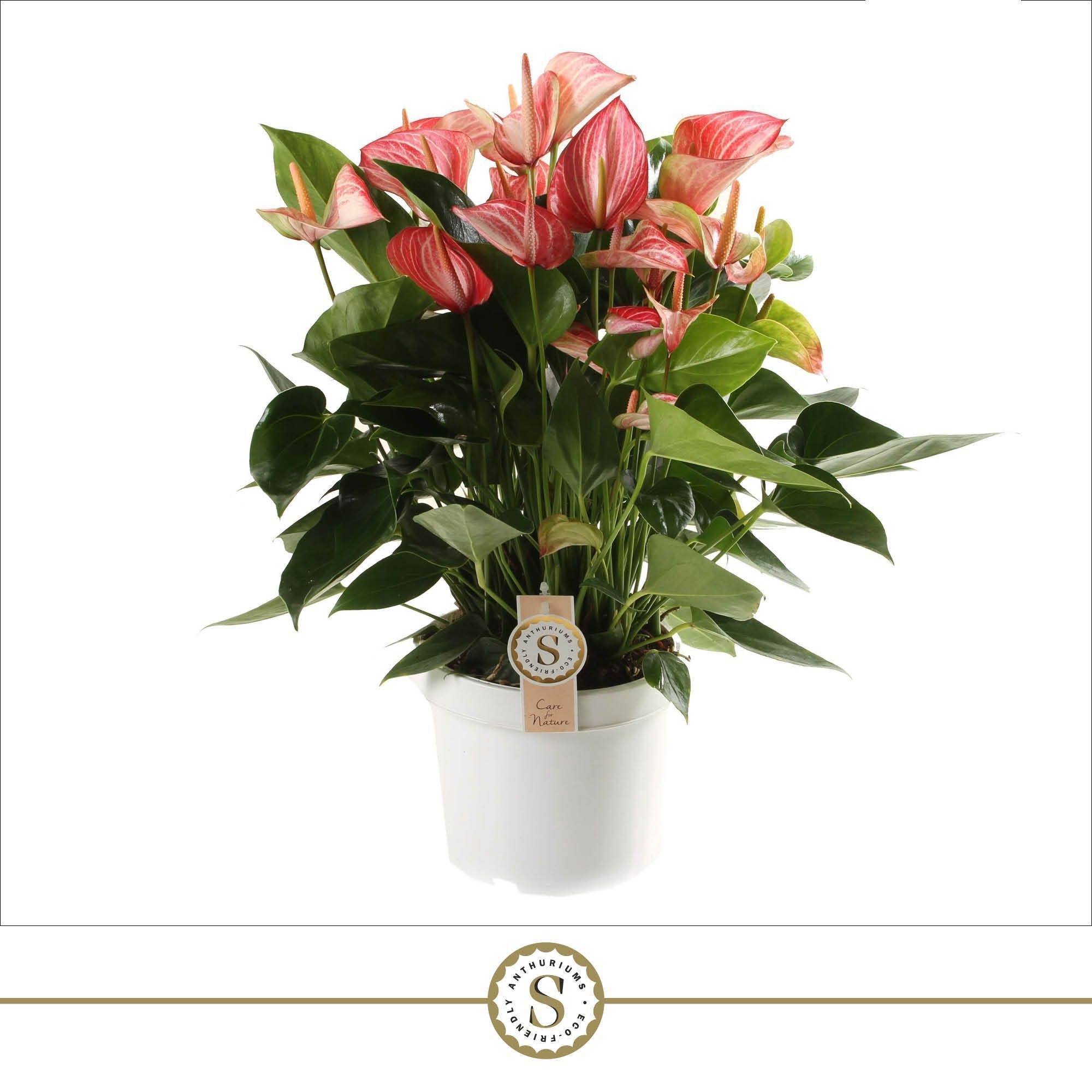 Anthurium Livium Red 21cm, D 21